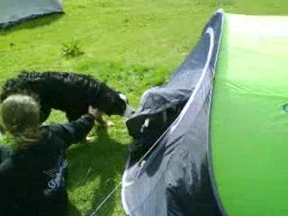 Swa tha 3daagse hond