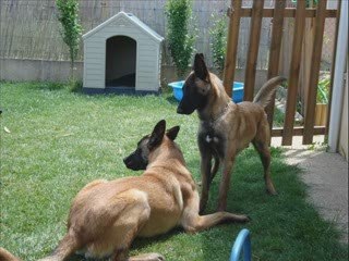 partie de jeux malinois