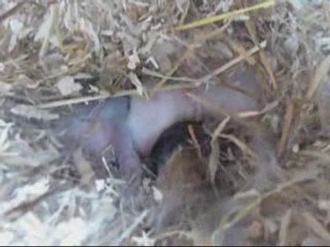 lapins dans nids 3 jours