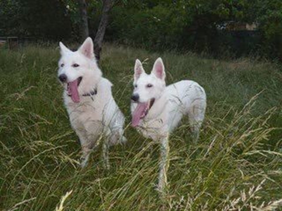 CHUCKY ET CHEYENNE