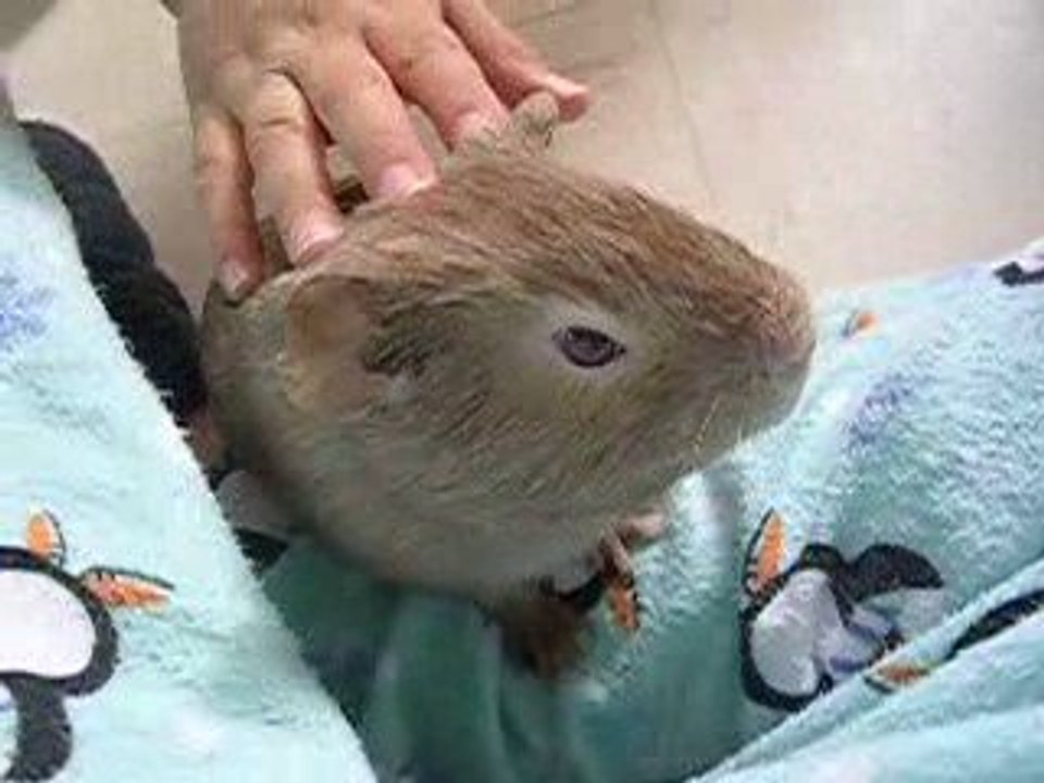 rasta mon cochon d'inde