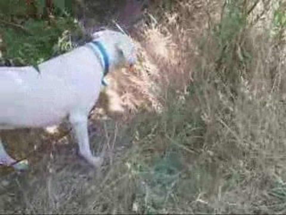 Vasco wmv