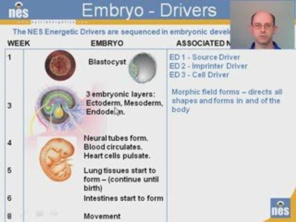 NES Energetic Drivers and Embryonic Development