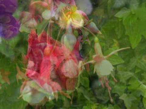 FLEURS DE MON JARDIN