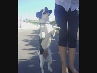 Two leggeds tricks + Other