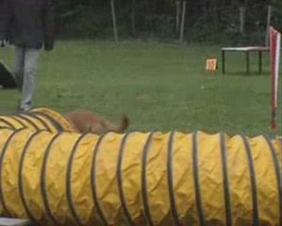 Bary agility en bretagne
