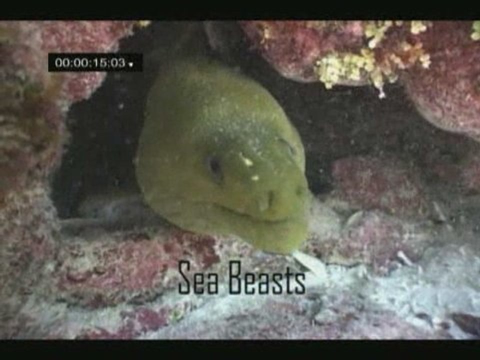 Tooth & Claw SEA BEASTS