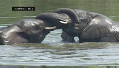 Tooth & Claw ELEPHANTS