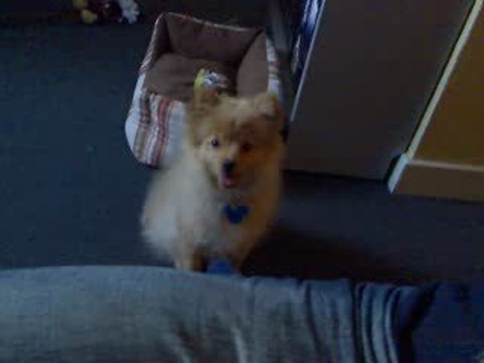 1ère vidéo de Rouky