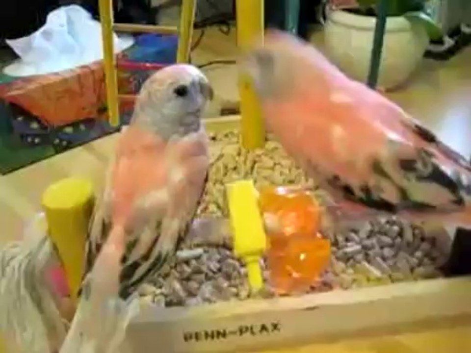 La beauté des oiseaux