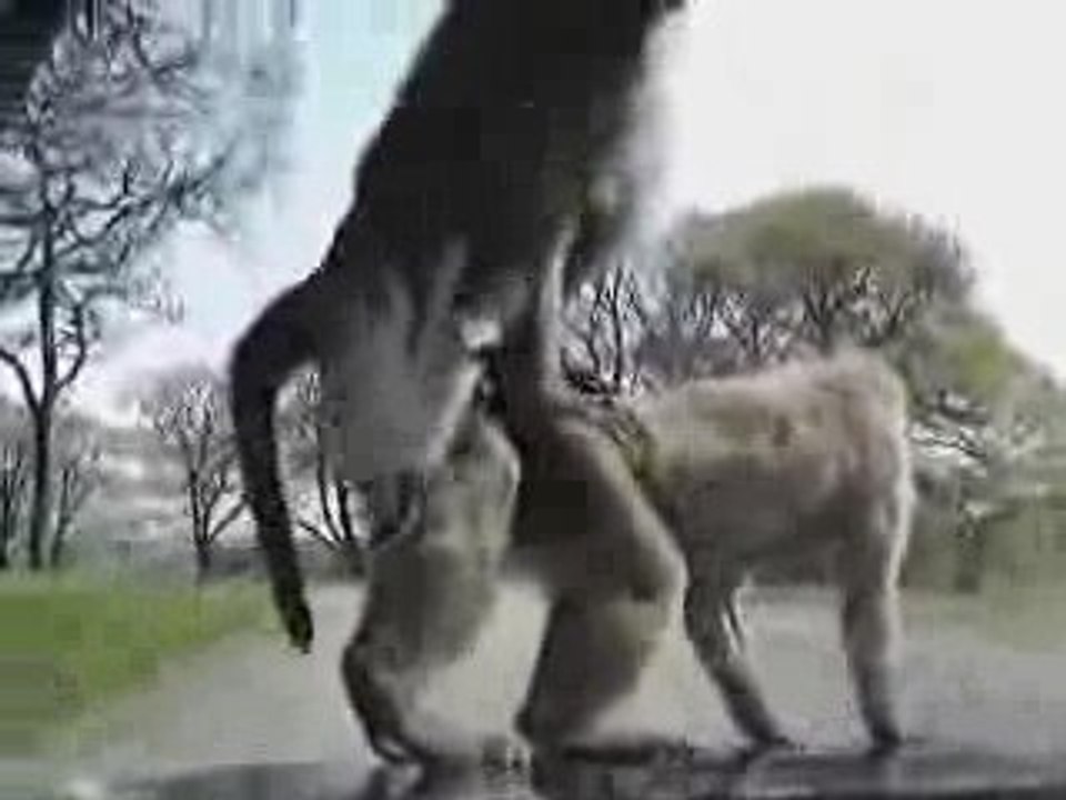 Des singes pas très pudiques !