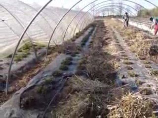 Dégats fraisiers dû aux sangliers