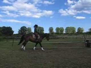 Héron au galop