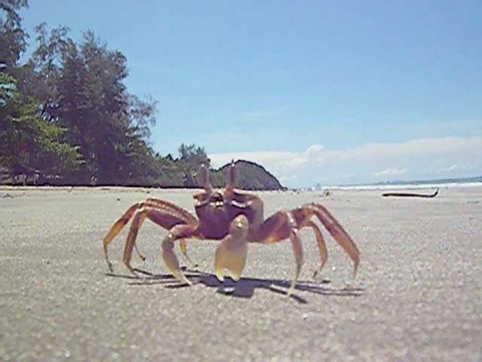 Curious crab approaching camera