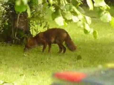 un intrus dans le jardin