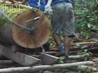 Richard Branson joins Prince Charles' rainforest campaign