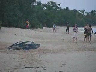 Ponte d'une tortue luth o saline (martinique) le 7 Juin 2009