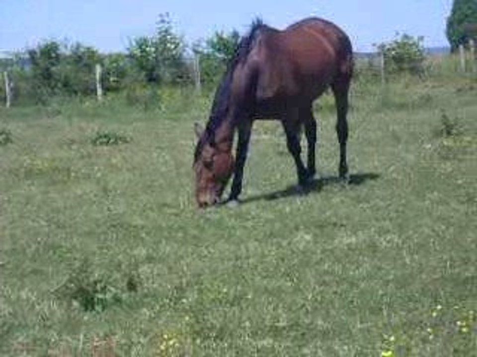 OR DE FOLIE AU PRE