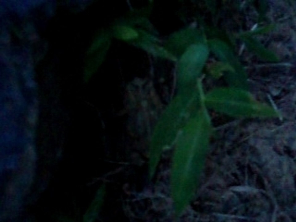 Ouachita River Haven Resort : Grenouille !