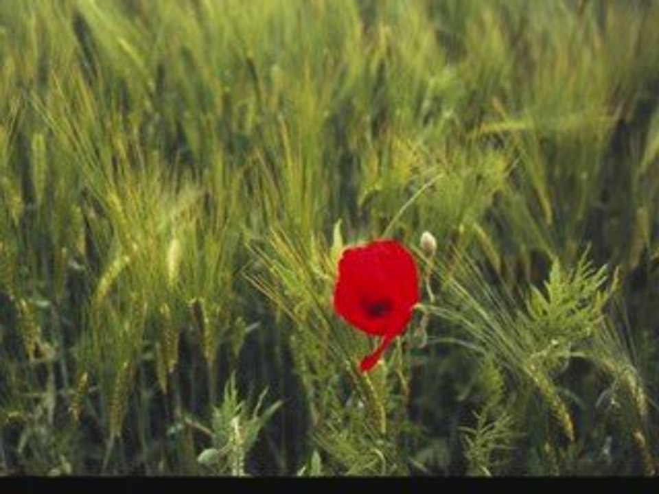 Leo Ferre - Il n' aurait fallu ( poème d' Aragon )