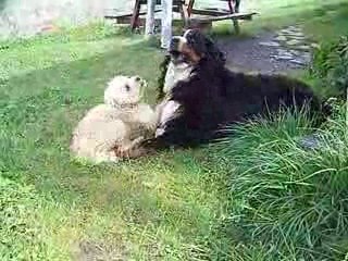 Le grand amour de Kadoc et Ceylan