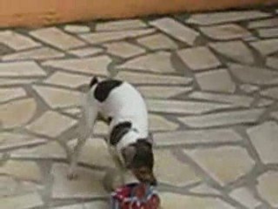 Terrier Bresilien Athos