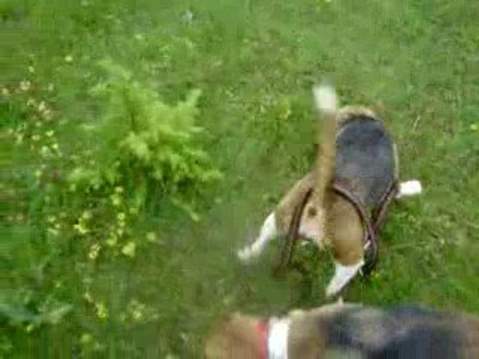 Beagle en Laisse