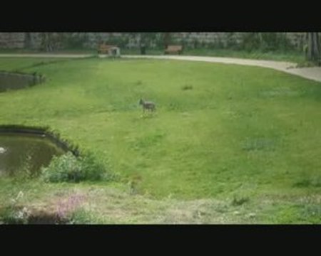 Les loups du Chateau des Ducs de Bretagne à Nantes