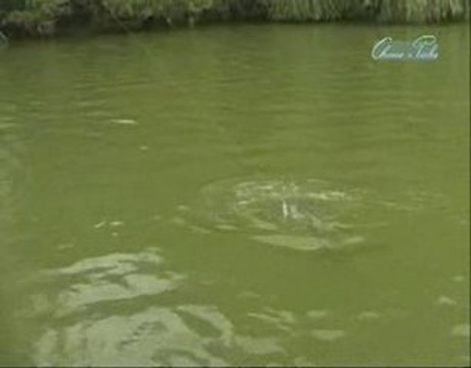 Leurre de la peche - Le brochet au mort mani