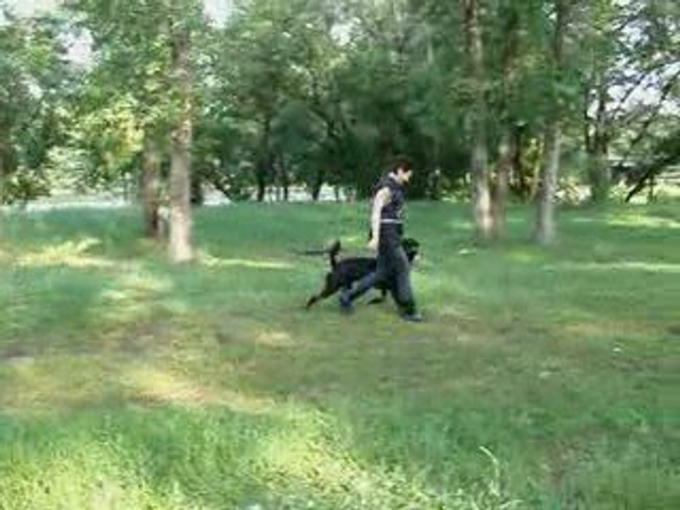 Valter obedience training
