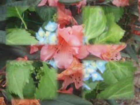 Les fleurs du temps qui passe