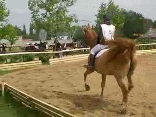 Dressage cerval