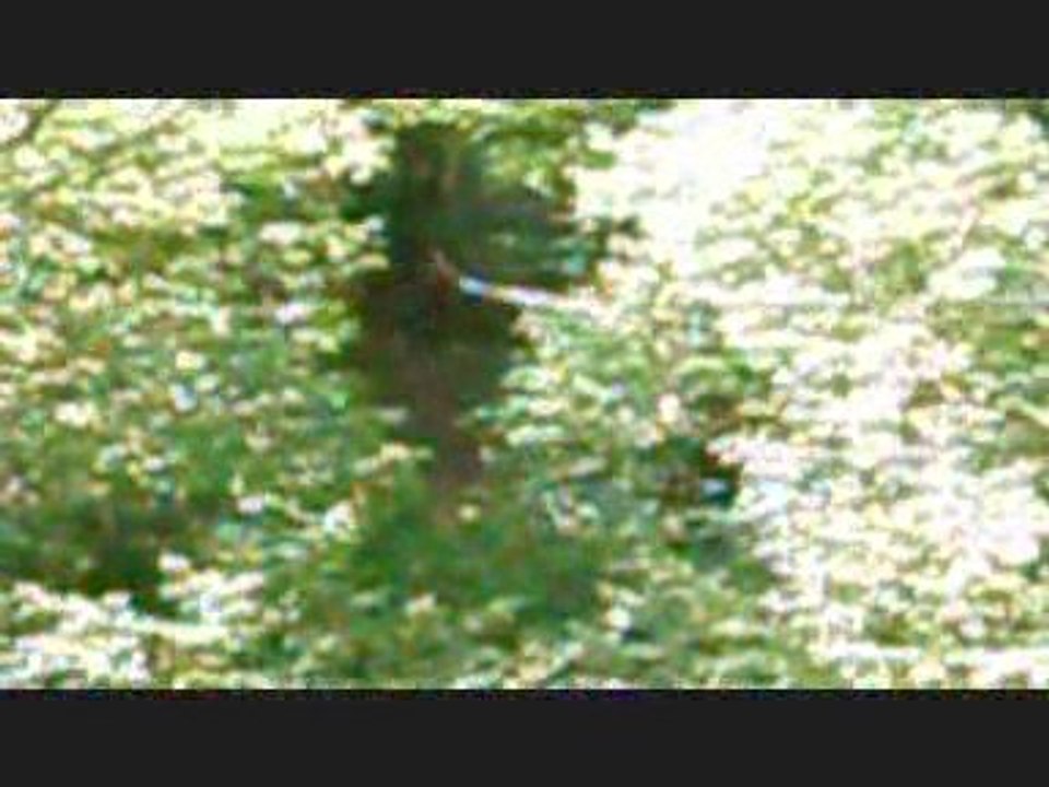 Accro-branches HD