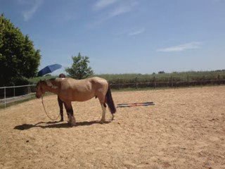 Désensibilisation parapluie