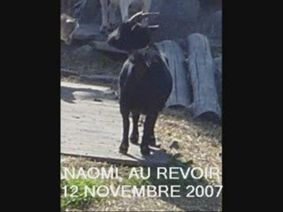 AU REVOIR NAOMI LA PETITE CHEVRE