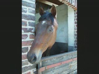 Petit cheval de mon coeur