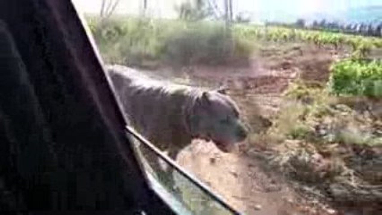 Mon vieux cane corso