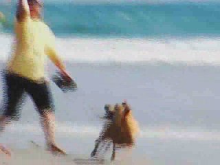 Why Dogs Rule Our Hearts!