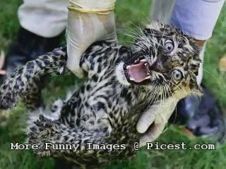 Funny Images Only at Picest.com