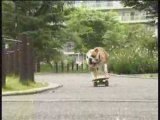 Il cane che va sullo skate