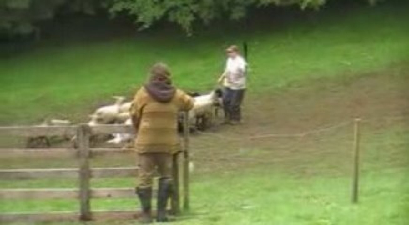 capone au troupeau le 7 juin 2009 (3)