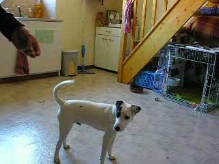 Jack russel parson