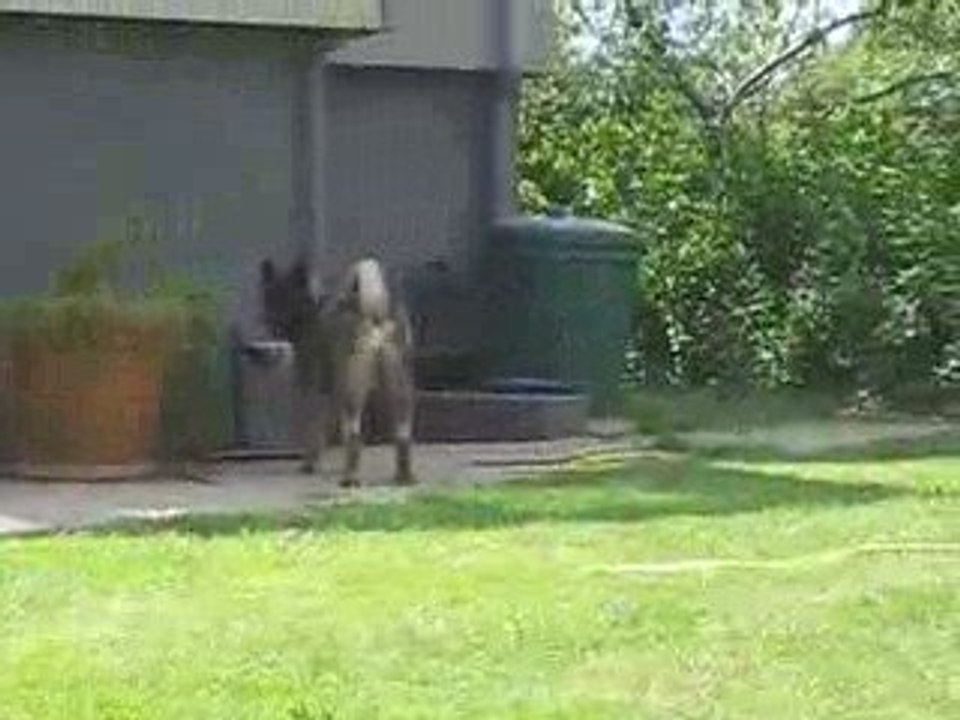 Akitas jeux