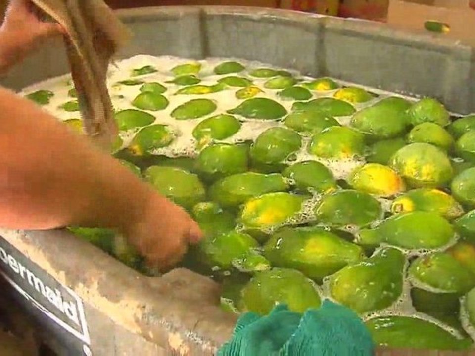 Hawaiian Grown TV - Kamiya Papaya - Promo