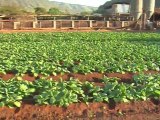 Hawaiian Grown TV - Baby Bok Choy - Promo