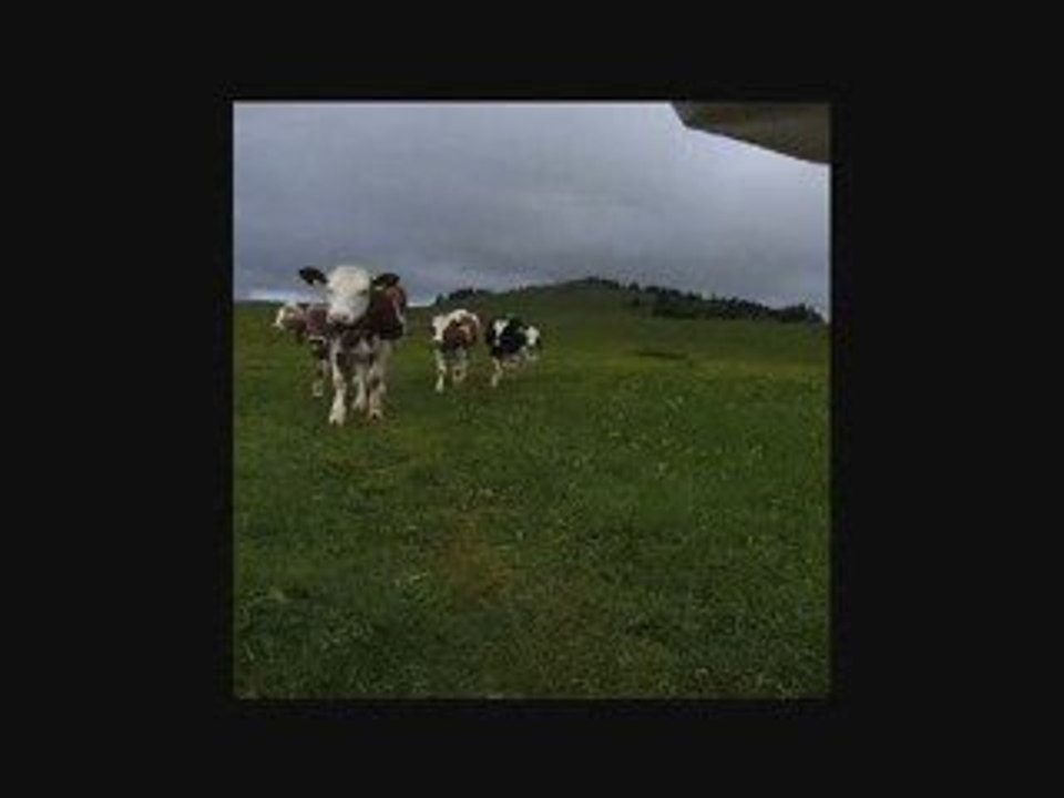 Vaches en dessous du mont Racine (Neuchatel)