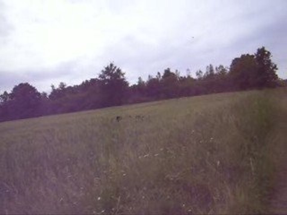 Sauts dans les champs de blés