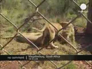 Hugs with Lions!