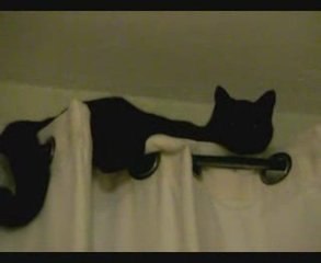 Petit chat qui grimpe aux rideaux