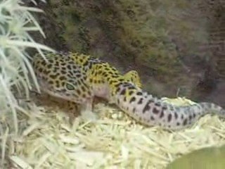 Geckos 002